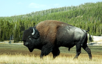 This photo of an American Bison - the animal synonymous with the American West - at Yellowstone was taken by Leo Cummings of Jackson, Michigan.